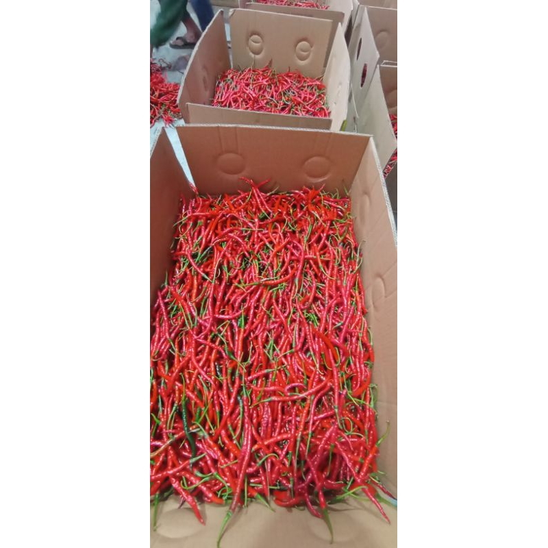 

Cabe keriting segar fresh bunda 525gram/1kg