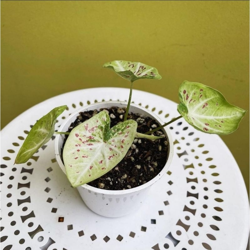 Tanaman Hias Hidup - CALADIUM RASPBERRY - Keladi Hias Cantik Raspberry thai series