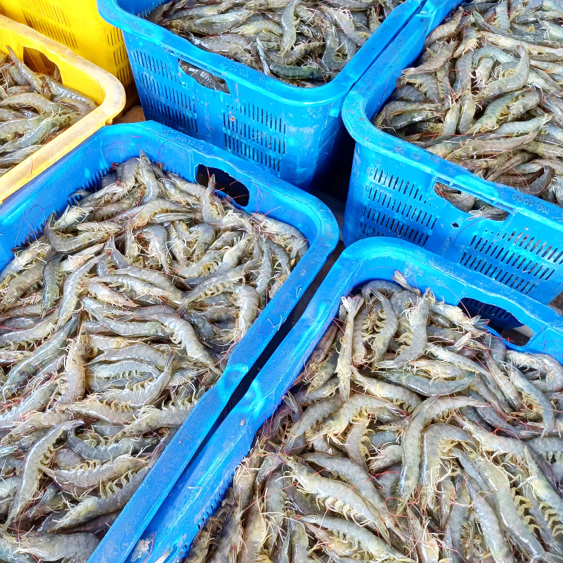 

RB Udang Vaname Segar 1kg Sedang / Udang Segar Fresh Frozen