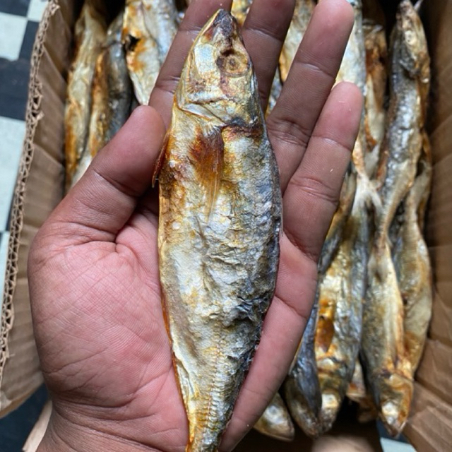 

Ikan Klotog Tawar 1 Kg Tidak Asin Daging Besar Empuk