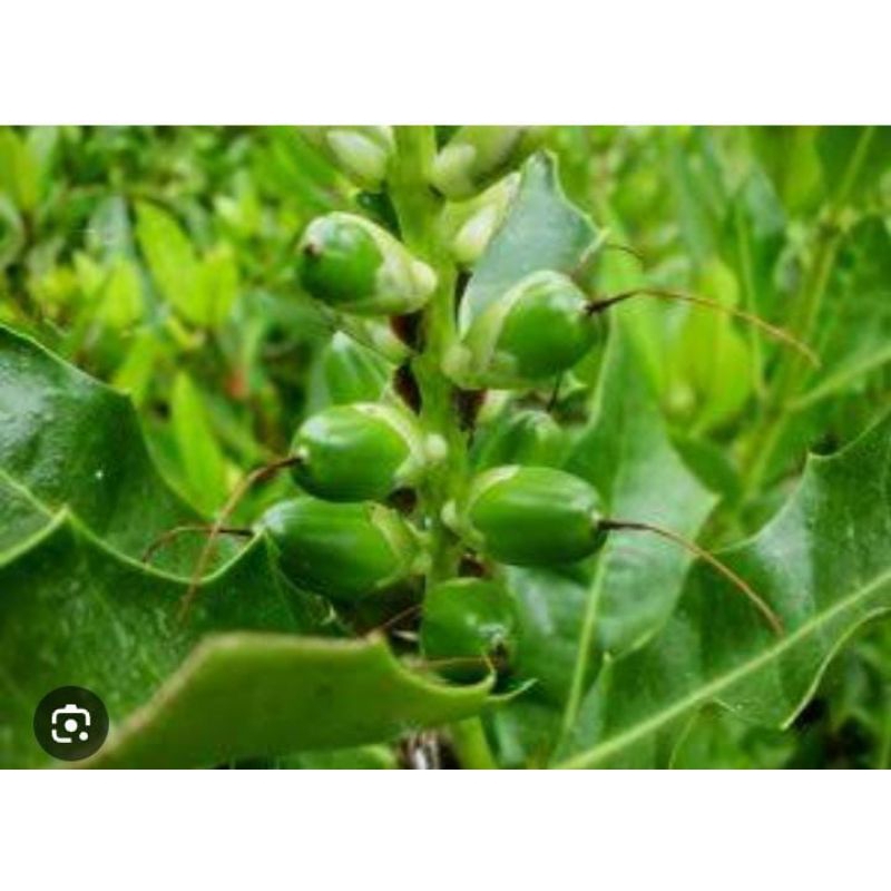 

Buah Jeruju Langka Herbal Druju 160 Gram Tradisional Murah Segar