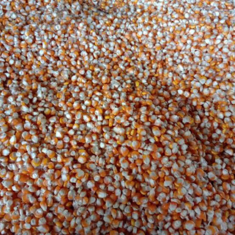 Jagung Pipil Kering Pakan Ayam Jagung Besar Pakan Ayam 15 kg