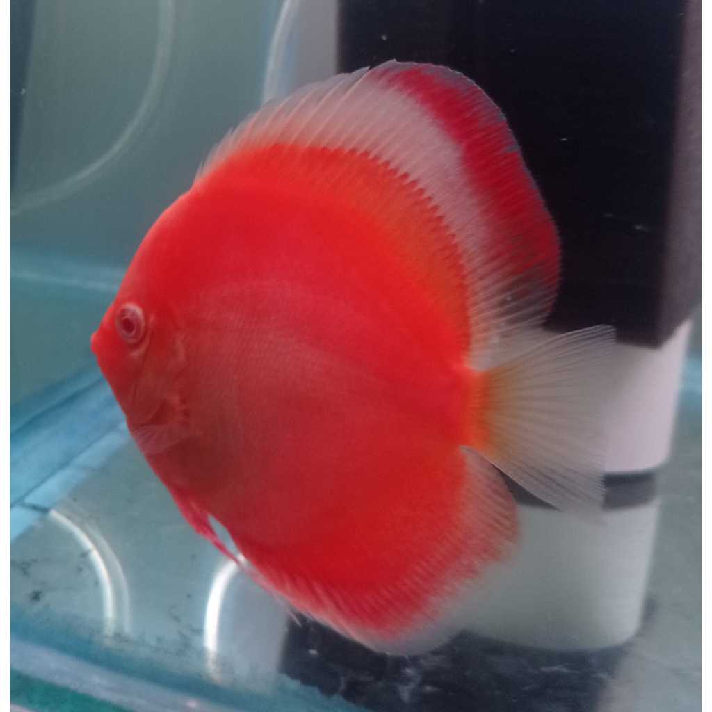 Ikan Discus Albino Red Cover Melon 2,5" inch s/d 5" inch