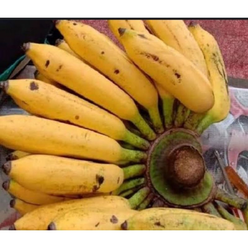 

pisang uli matang satu sisir