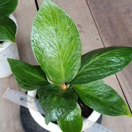 Anthurium Jenmanii Cobra Varian Eka Anturium jemani Cobra Katalog Catalog Kobra Monster Varian eka D