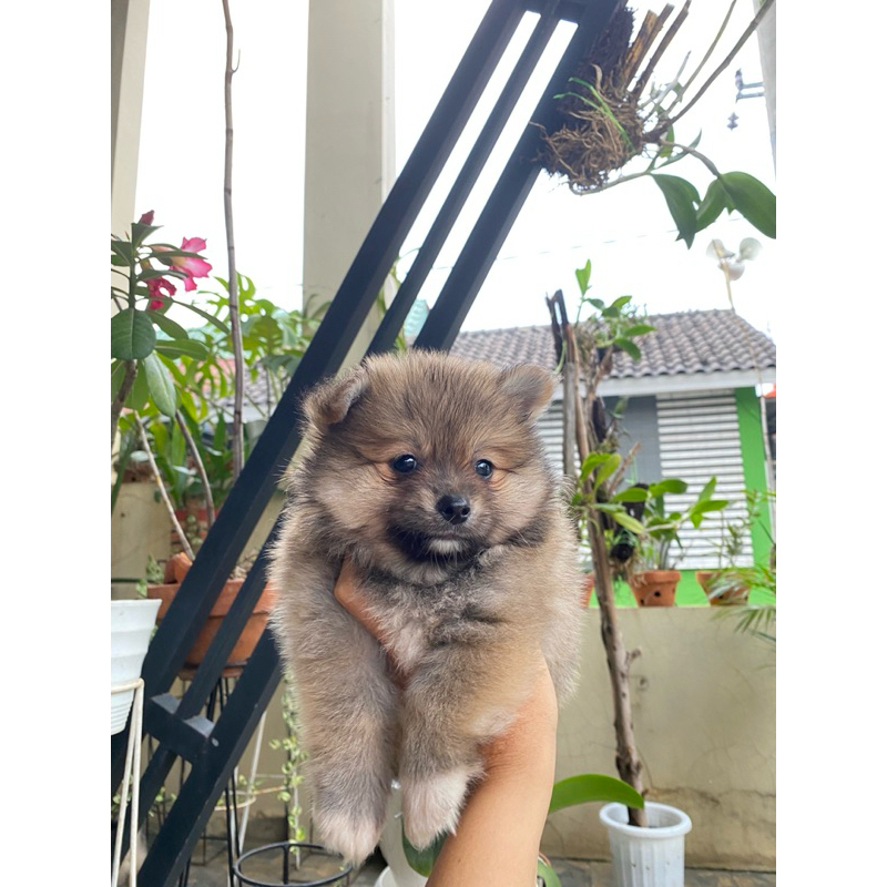 anak anjing pomeranian