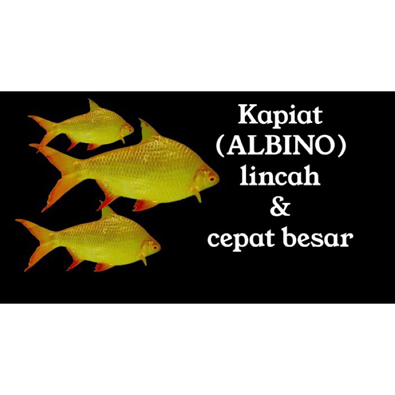 Kapiat Albino cepat besar hiasan akuarium