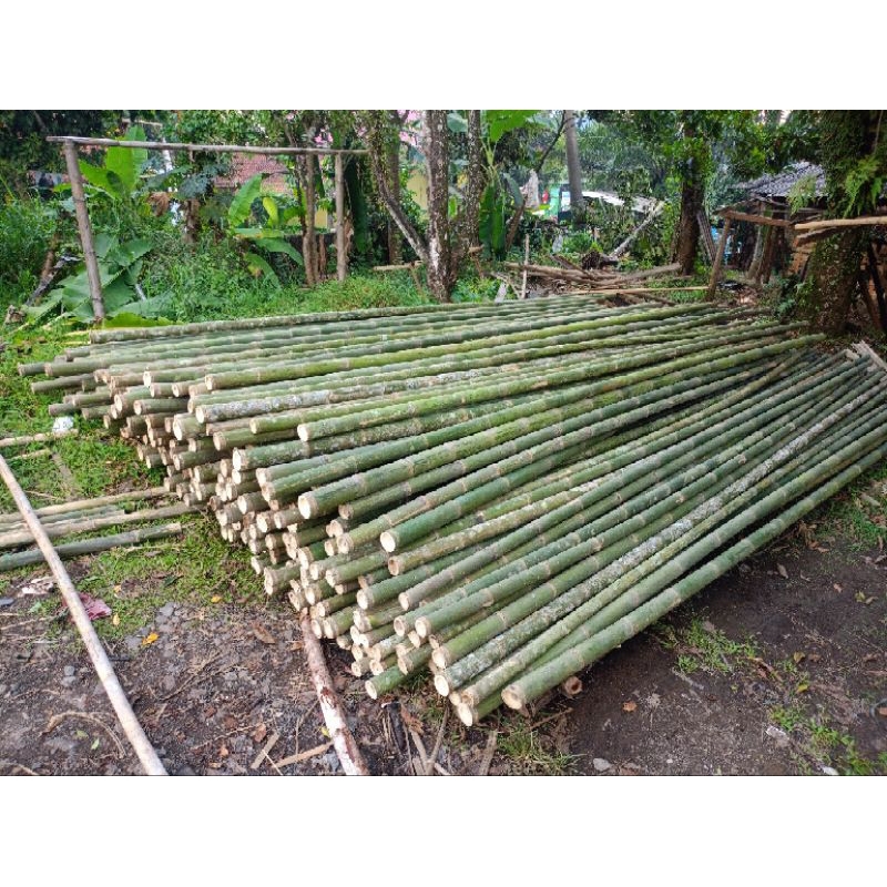 bambu steger 7/10 panjang 6meter