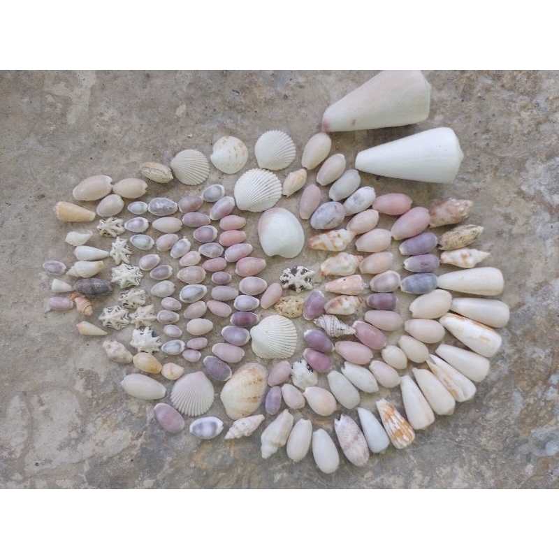 

Kerang Laut Karang Laut/harga murah mulai 100 rupiah