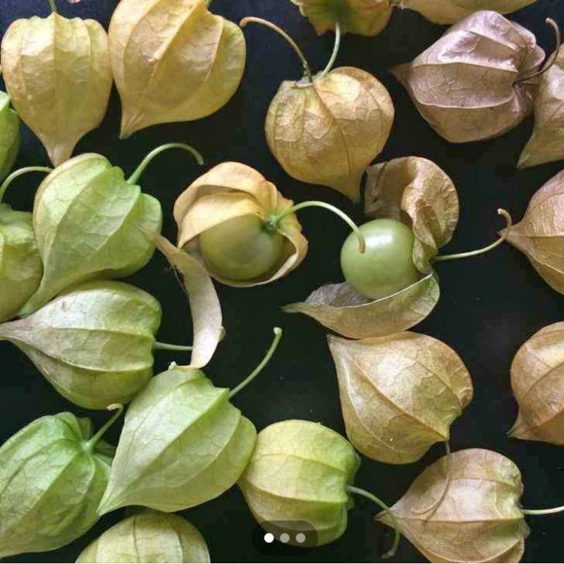 

Buah CECENET / CIPLUKANFRESS