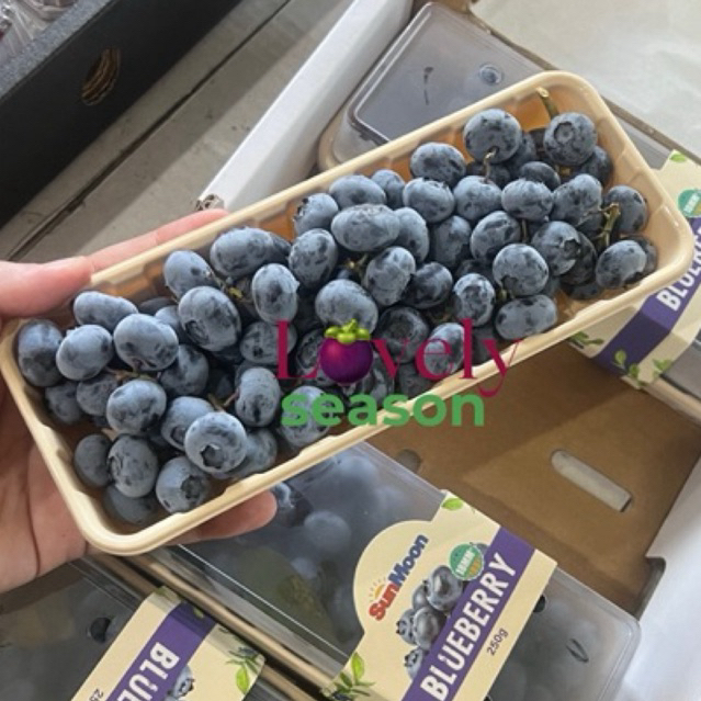

Blueberry Australia SunMoon isi 250gr