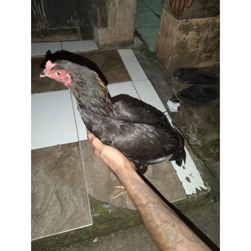 

telur ayam kampung x Bangkok/telur ayam kampung super/telur