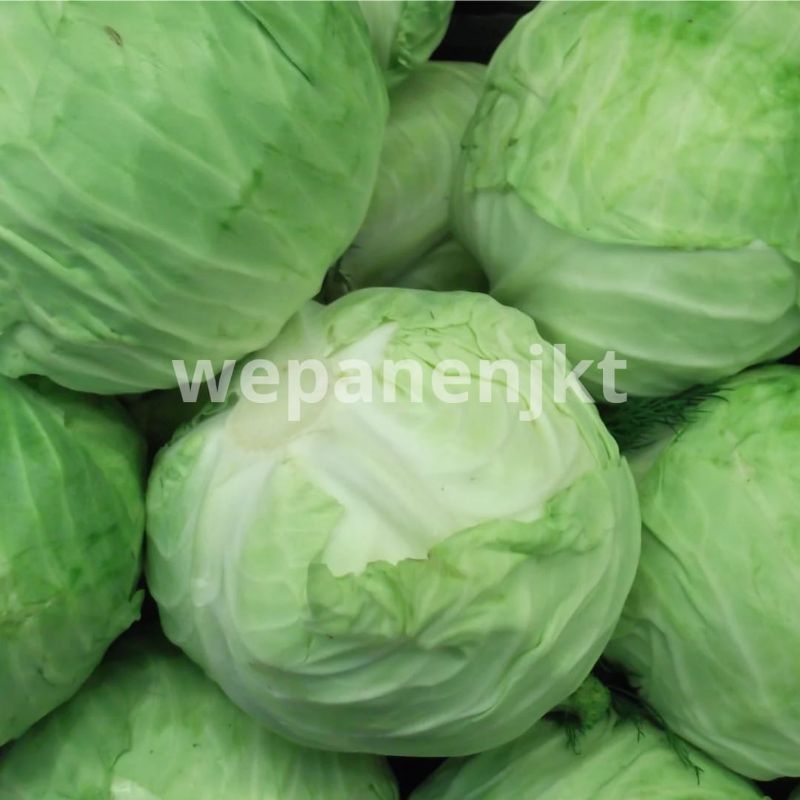 

Lubis Kubis Per 1 - 1,2kg