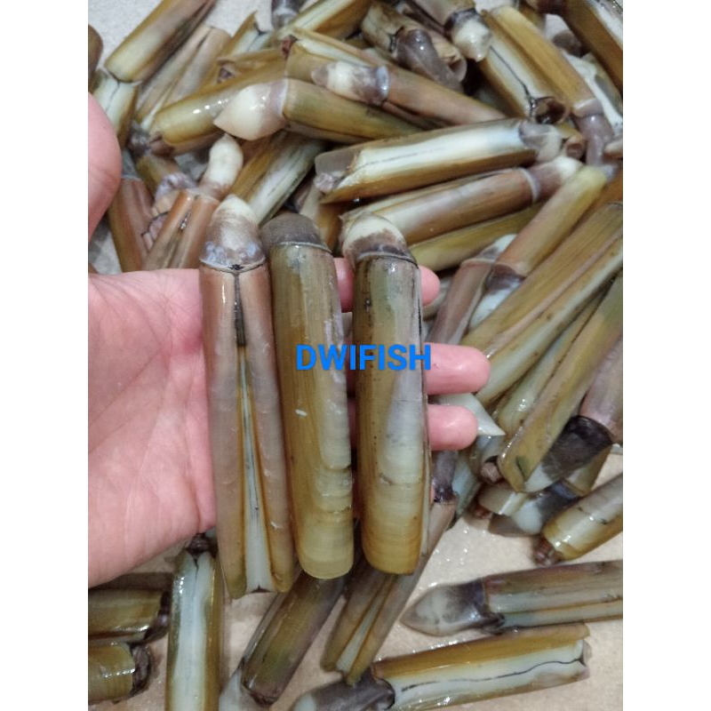 

Kerang Bambu segar frozen 500gr