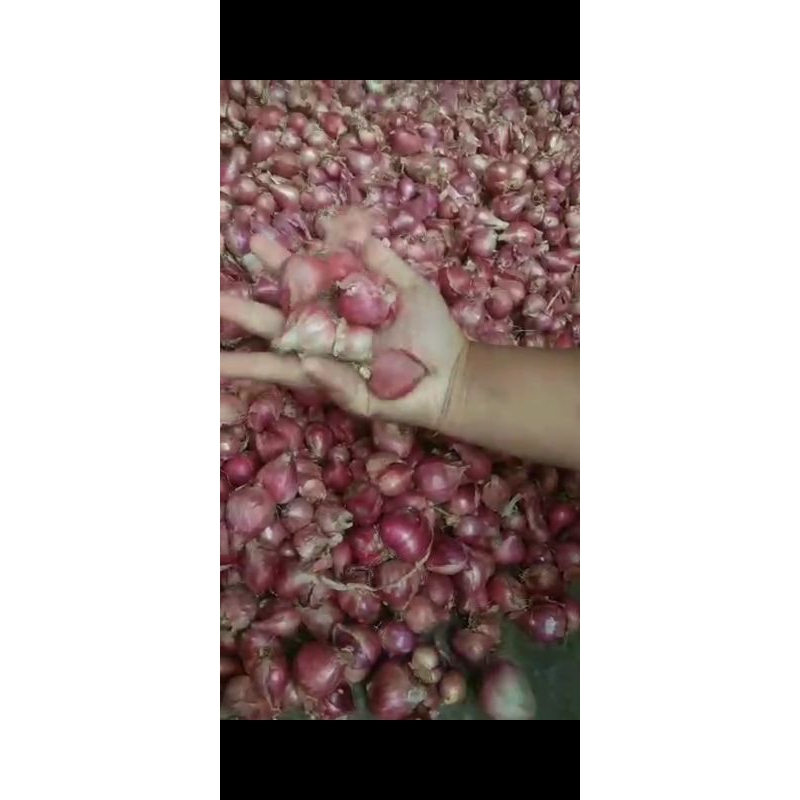 

bawang merah/Brambang 1kG
