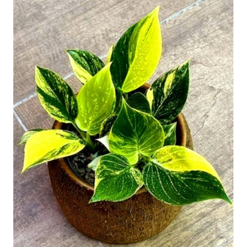 ( Bisa Cod ) Tanaman Hias Philodendron Birkin Tanaman hias Philodendron Varigata / Philo Birkin Mura