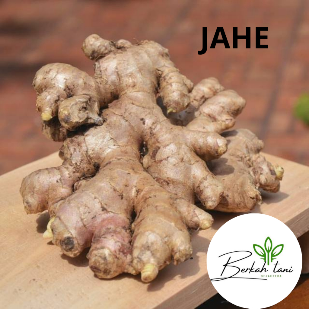 

JAHE LOKAL BUMBU REMPAH 250 GRAM