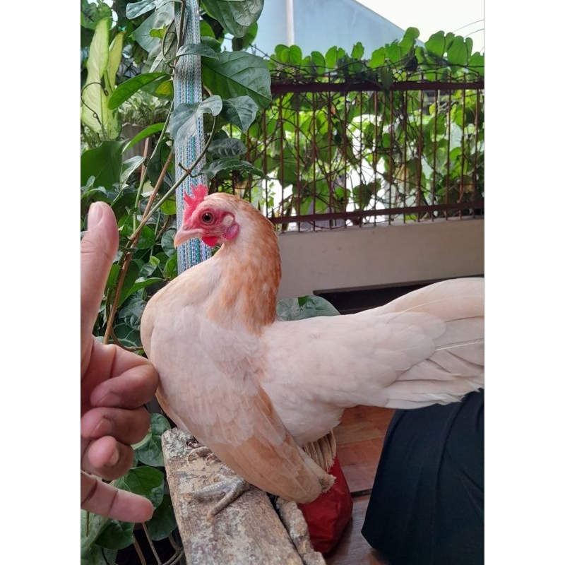 AYAM KATE/KATE WALIK/KATE CEPER/CHABO/BLACK TAIL/SERAMA/BURUNG