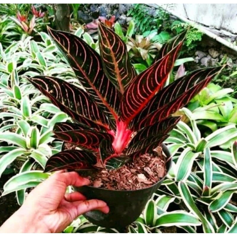 ( BISA COD ) Aglonema POS / Red Sumatra Merah Mutasi Tanaman Hias Aglonema Aglaonema POS / Red Sumat