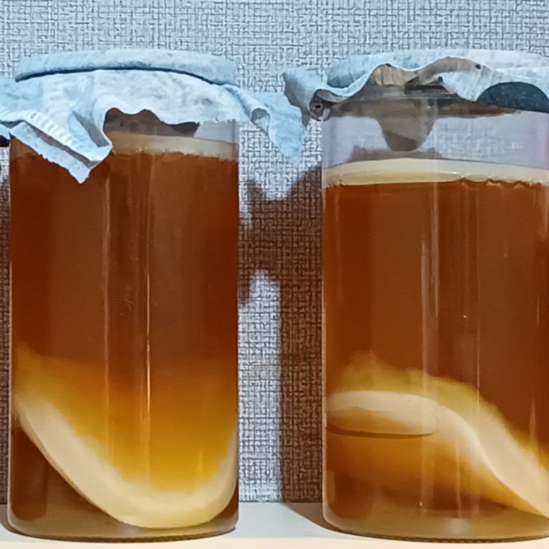 

SCOBY Kombucha 8-10 cm - Starter Kit untuk Membuat Kombucha 1 Liter