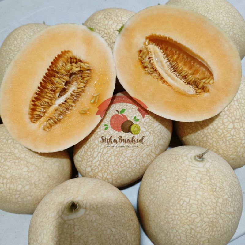 MELON MADU SWEET NET | MELON DAGING ORENS