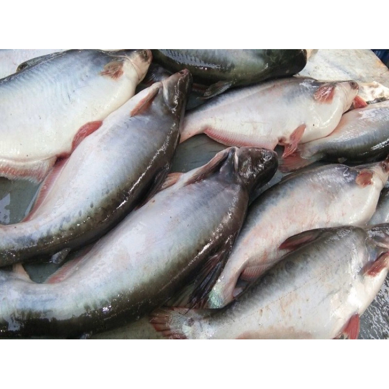 

ikan patin segar/ patin dori beku 1 kg