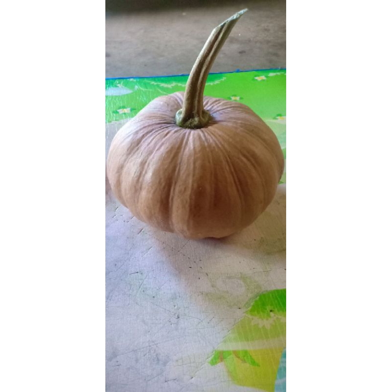 

Buah labu kuning tua