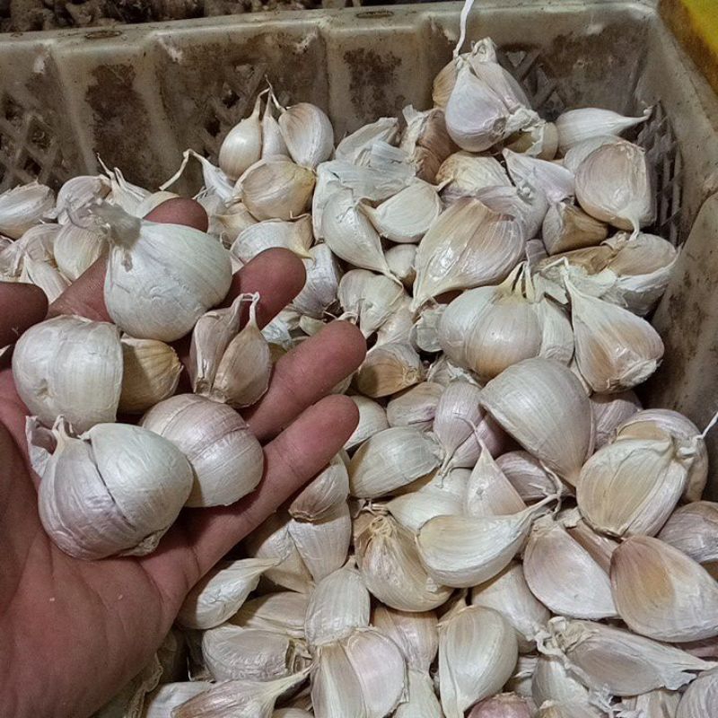 

bawang kating jumbo.