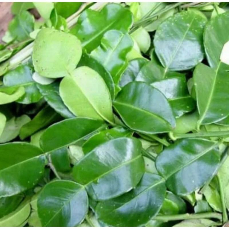 

Daun Jeruk Purut Murah