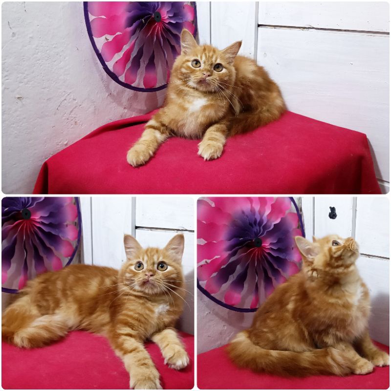 Kucing Persia mainecoon Oren Marbel  |Free Ongkirs + Kranjang