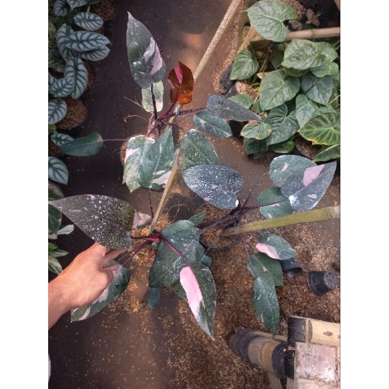 philodendron pink princess black cherry size dewasa