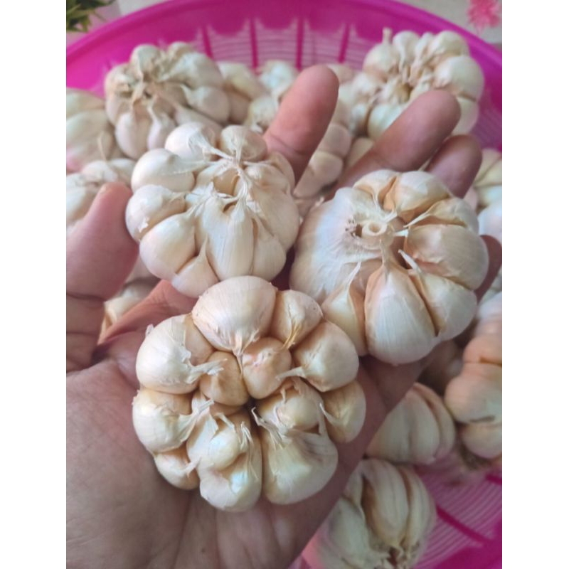 

BAWANG PUTIH CUTTING 1/2 KG,BERSIH, KUALITAS TERBAIK