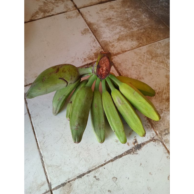 

Pisang Kepok Putih (Harga Per Buah/Biji)