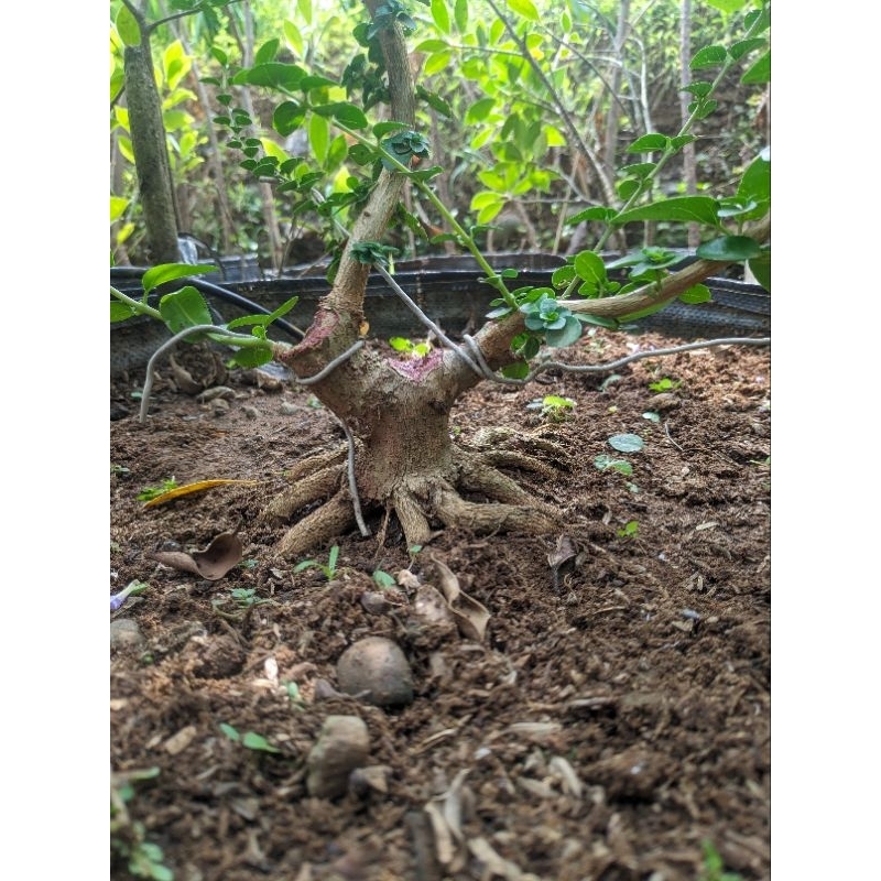 Bonsai Sancang Progam Akar Mame The Max