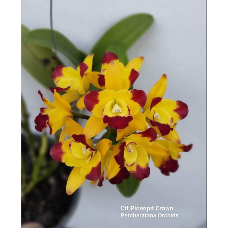 anggrek koleksi cattleya ploenpith crown knop
