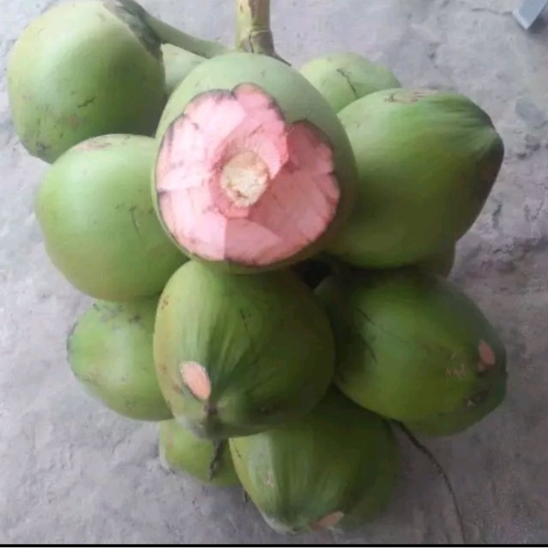 

kelapa muda atau hijau