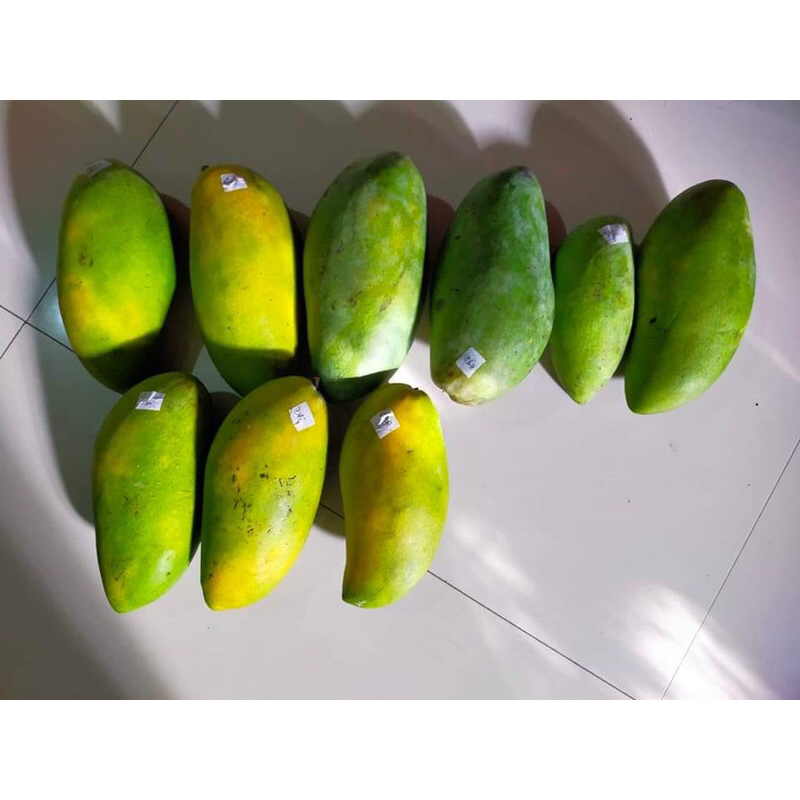 

BUAH MANGGA THAILAND 1kg