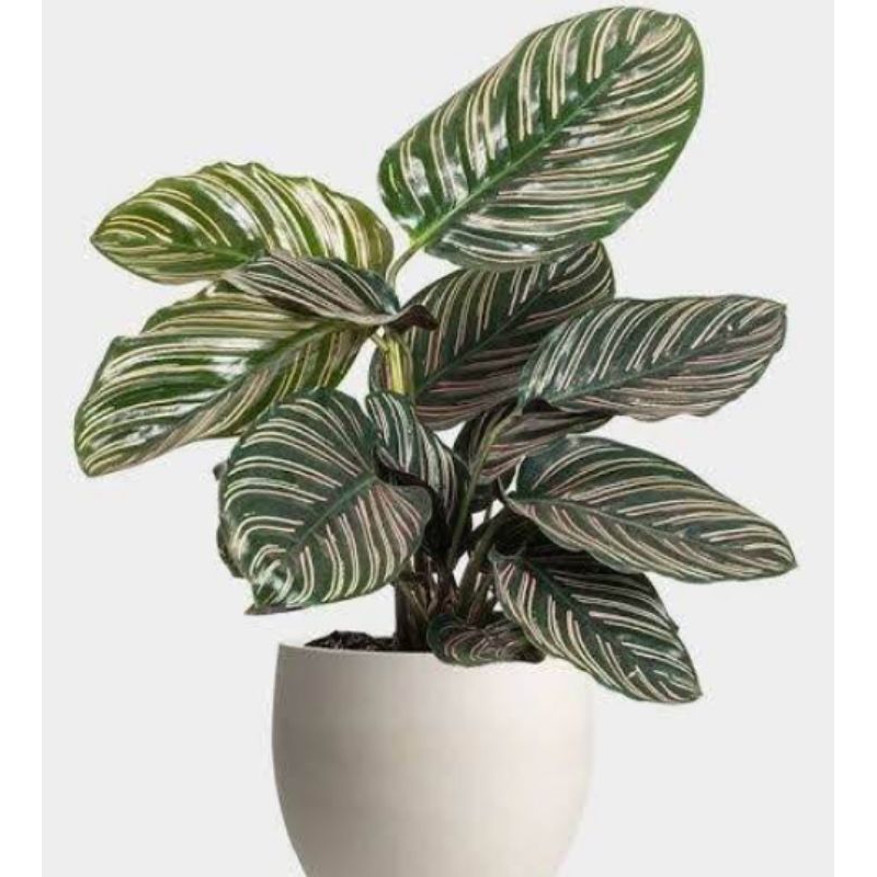 Ornata - calathea ornata