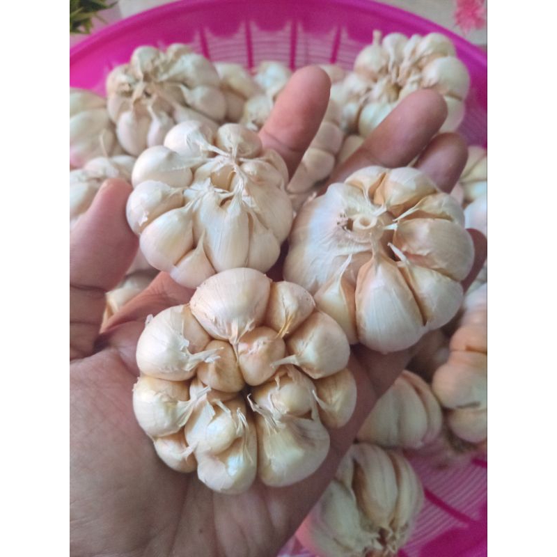 

BAWANG PUTIH KATING 250 GR, KUALITAS BAGUS