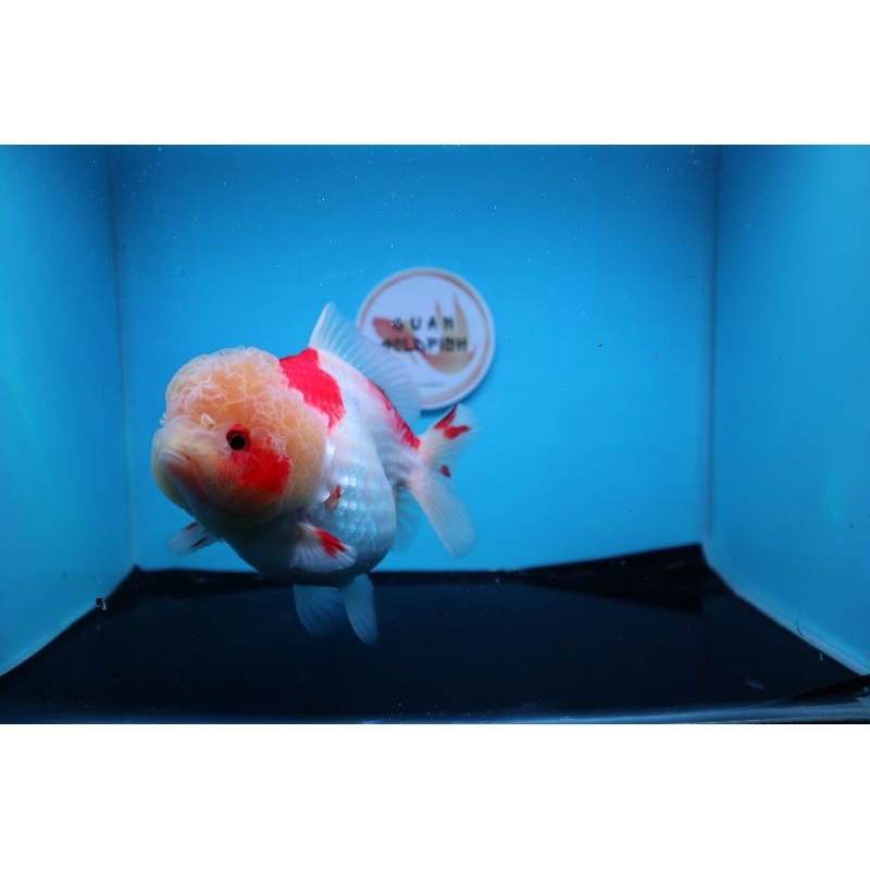 Ikan Mas Koki Oranda Short Tail Jumbo Size 15 cm. g5