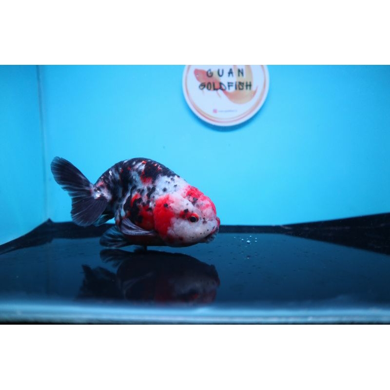 Ikan Mas Koki Lionchu Size 12 cm. g14