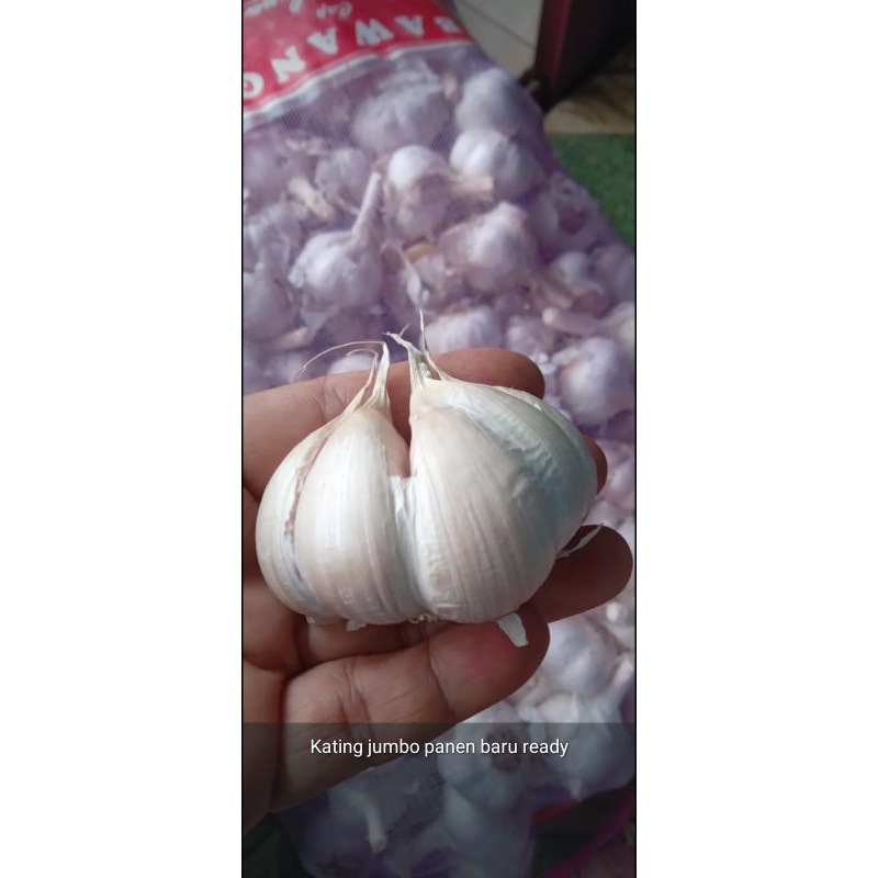 

bawang kating