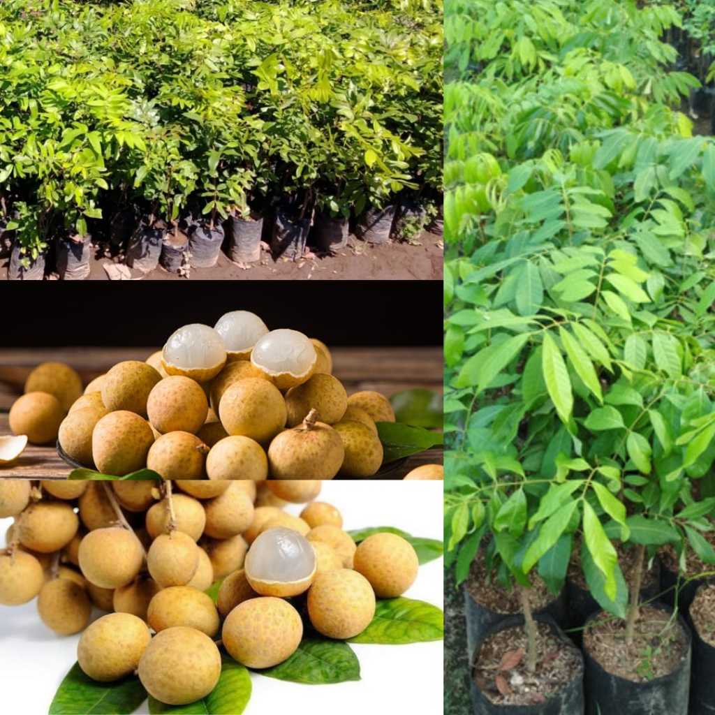 Pohon Kelengkeng Besar, Pohon Kelengkeng Cangkokan, Pohon Kelengkeng Cepet Berbuah