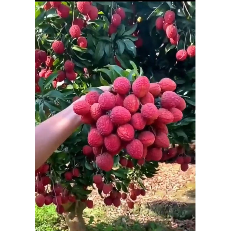 Bibit Leci Merah Cangkok Batang Besar Cepat Berbuah