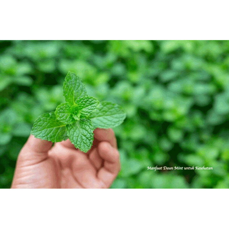 

Daun Mint