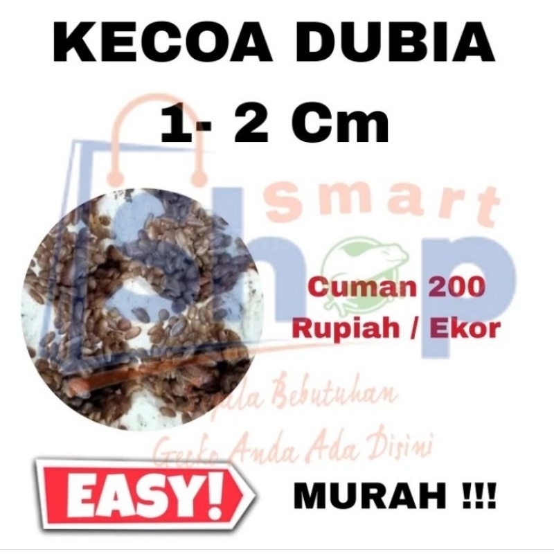 Kecoa Dubia 1 - 2 Cm Murah / Pakan reptil / Pakan predator / Burung kicau / Tokek / Gecko