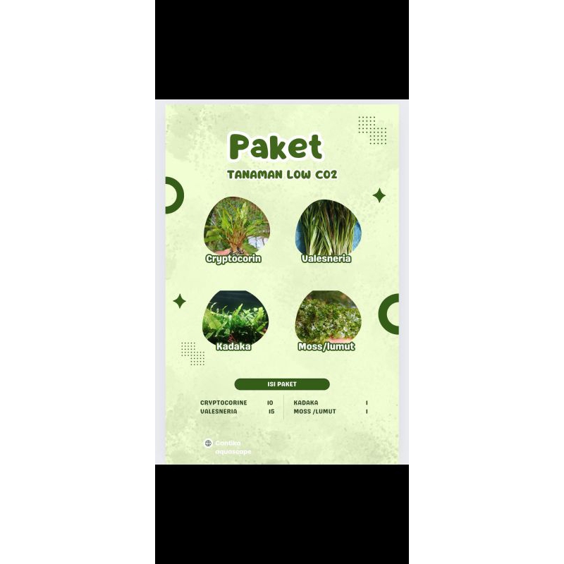 paket tanaman Aquascape low co2