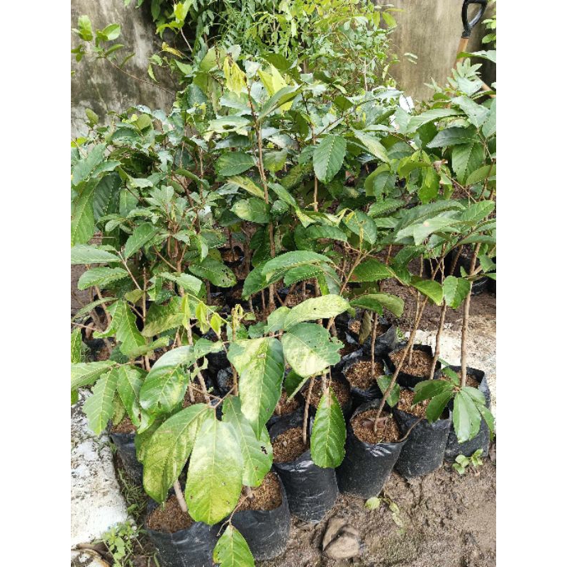 bibit buah rambutan antalagi cangkok