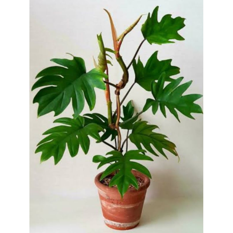 philo mayoi - philodendron mayoi