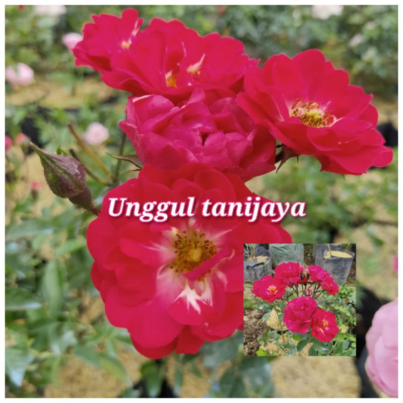 Tanaman Bunga Mawar Rambat Irian Indukan